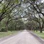 Photo of Gray Line Savannah