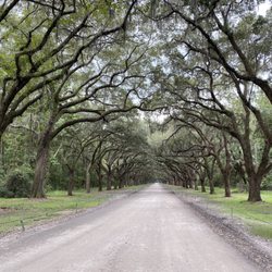 Gray Line Savannah - Warmsloe Oak entrance