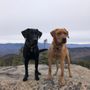 Warnes Labrador Retrievers