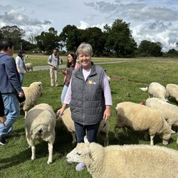 Agrodome - Surrounded by sheep