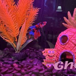 Frags 2 Fishes - Betta Fish