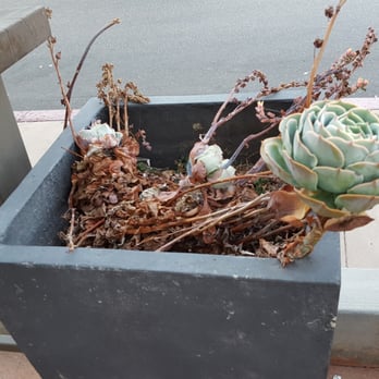 Starbucks - Mostly dead succulent planter. - Coffee & Tea Near Me - Calabasas, California