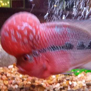 Thai Kitchen - A really weird fish... not on the menu. - Thai Near Me - Chester, New Jersey Thai Kitchen - A really weird fish... not on the menu. - Thai Near Me - Chester, New Jersey