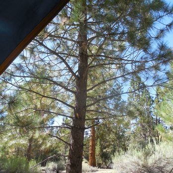 Serrano Campground - Serrano Campground - Trees - Campgrounds Near Me - Fawnskin, California Serrano Campground - Serrano Campground - Trees - Campgrounds Near Me - Fawnskin, California