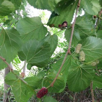 Lake Natoma Waterfront Access Trail - Mulberry - Hiking Near Me - Folsom, California