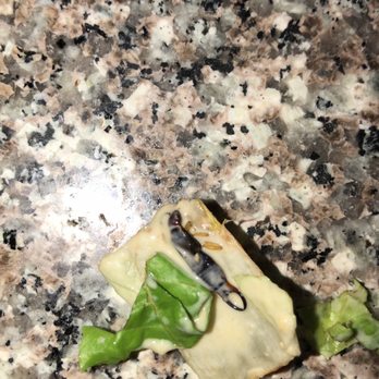 Salad and Go - Gross this was in the Caesar salad gross - Salad Near Me - Gilbert, Arizona Salad and Go - Gross this was in the Caesar salad gross - Salad Near Me - Gilbert, Arizona