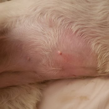 Petco - Look at my dog's belly groomer cut it so short even the skin on this part is so thin. God bless you. - Pet Training Near Me - Lake Elsinore, California