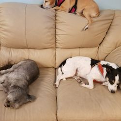 Dog Bed & Breakfast - Small dogs taking over one of the couches