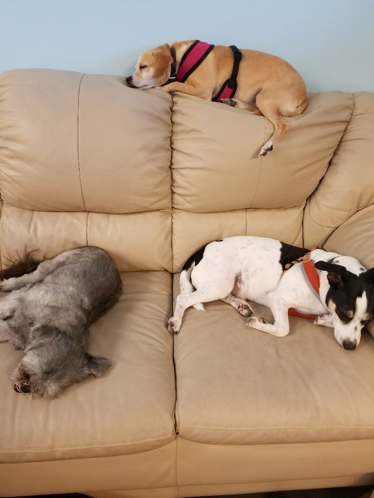 Dog Bed & Breakfast Image