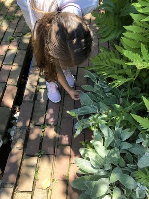 The Madoo Conservancy by null