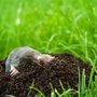 Photo of Raven Pest Management