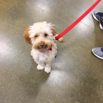 PetSmart - When Lois use to train at PetSmart with Szashe - Pet Training Near Me - Pasadena, California