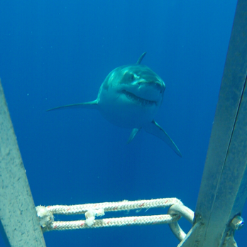 Horizon Charters - Diving Near Me - San Diego, California