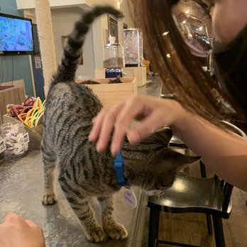 Brooklyn Cat Cafe - Pet Adoption Near Me - Brooklyn, New York Brooklyn Cat Cafe - Pet Adoption Near Me - Brooklyn, New York