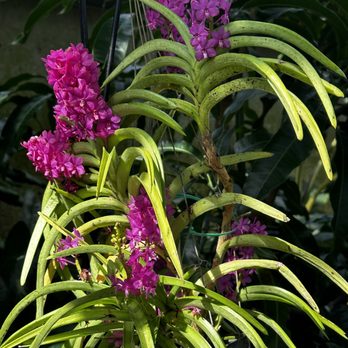 Olbrich Botanical Gardens - Orchid - Botanical Gardens Near Me - Madison, Wisconsin