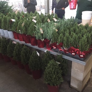 The Home Depot - Rosemary stone pine and lepo pine... beautiful material!' - Hardware Stores Near Me - Austin, Texas The Home Depot - Rosemary stone pine and lepo pine... beautiful material!' - Hardware Stores Near Me - Austin, Texas