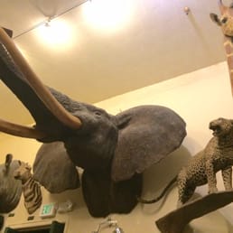 Taxidermy