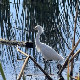 Snowy Egret Snowy Egret