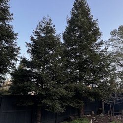 LD Tree Care - Redwoods
