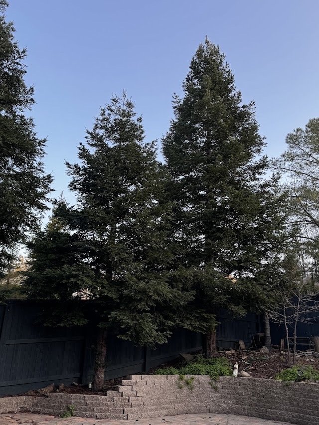LD Tree Care - tree service in Roseville, CA