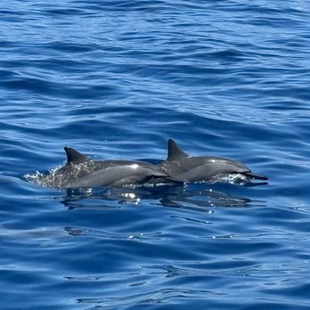 Blue Dolphin Charters - GUARANTEE DOLPHINS - Boating Near Me - Eleele, Hawaii