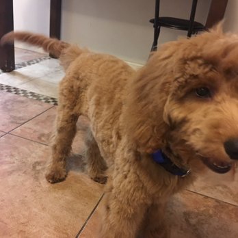 Puppy Paradise - They groomed her very well. - Pet Stores Near Me - Brooklyn, New York