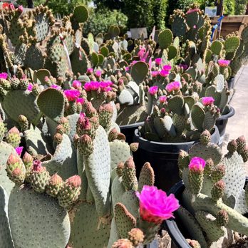Moon Valley Nurseries - Nurseries & Gardening Near Me - Phoenix, Arizona