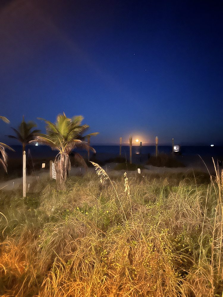 Coconuts On The Beach