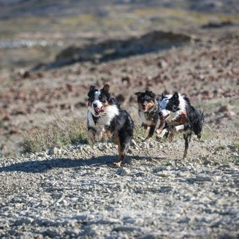 Next Gen ACS - 1, 2, 3, go! - Pet Training Near Me Next Gen ACS - 1, 2, 3, go! - Pet Training Near Me