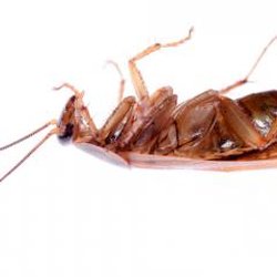 Aardwolf Termite & Pest Control - Aardwolf Termite & Pest Control Inc