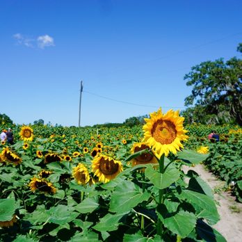 Sweetfields Farm - Farmers Market Near Me - Masaryktown, Florida