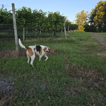 Good Luck Cellars - Guard dog - Wineries Near Me - Kilmarnock, Virginia Good Luck Cellars - Guard dog - Wineries Near Me - Kilmarnock, Virginia