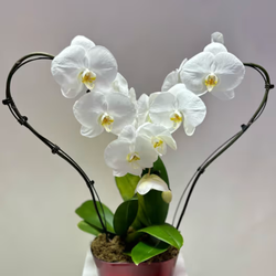 La Floriya