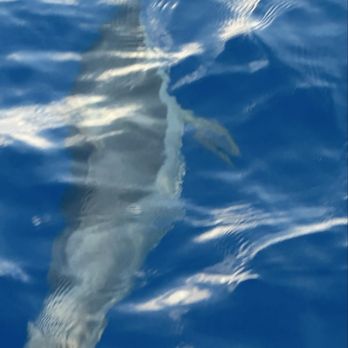Ko Olina Ocean Adventures - Dolphin - Snorkeling Near Me - Kapolei, Hawaii Ko Olina Ocean Adventures - Dolphin - Snorkeling Near Me - Kapolei, Hawaii