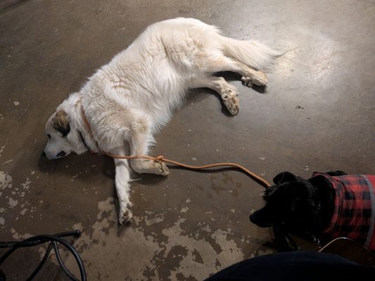 Dog House Drinkery & Dog Park by null