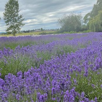 Purple Haze Lavender Farm - Such a beauty - Flowers & Gifts Near Me - Sequim, Washington