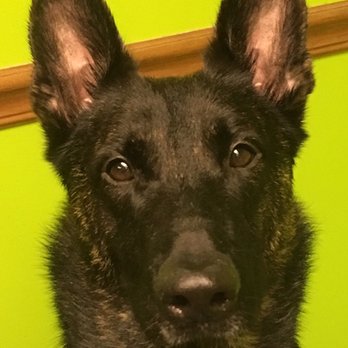 K9 Innovations - Mindy - Pet Groomers Near Me - Walnutport, Pennsylvania