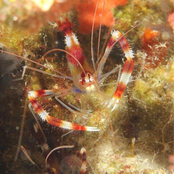 Kohala Divers - Shrimp - Scuba Diving Near Me - Waimea, Hawaii