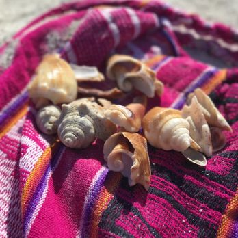 Pass-A-Grille Beach - Lots of shells to collect! - Beaches Near Me - Saint Pete Beach, Florida
