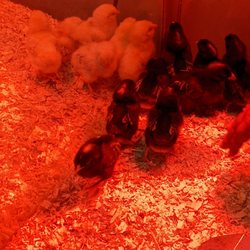 Kahoots Feed and Pet Store - Chicks