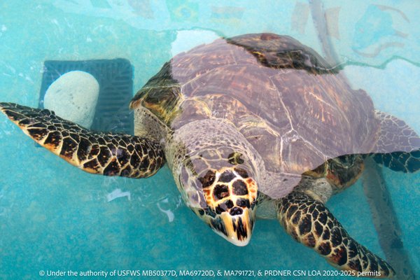 CARIBBEAN MANATEE CONSERVATION CENTER - Dr. John Will Harris St 500