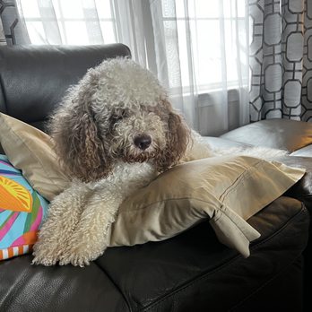 Petco - Headshot: pre-Sarah clipper hands. Ears needed attention; however his head and facial fur was not matted. - Pet Stores Near Me - Columbia, Maryland