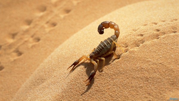 Scorpion Lockout Service - Why Scorpion Lockout?
First, if your expectation is that you'll never see a scorpion after completing a lockout service, then don't waste your money, as that's impossible.
This service is designed to eliminate known nesting areas such as: Weep Screeds, Block Wall Columns, Roof Tile Caps, Large Cracks & Crevices where these pests hide and nest. No special service or pesticide can prevent an insect from climbing over your wall and entering your yard. However, the base Lock out service along with adding monthly follow- is the best solution to obtain effective control. Investing in the Slick Barrier application, takes the program to an entirely different level, as scorpions cannot climb over it, which eliminates nesting areas above the treatment area. Scorpion Lockout Service - Why Scorpion Lockout?
First, if your expectation is that you'll never see a scorpion after completing a lockout service, then don't waste your money, as that's impossible.
This service is designed to eliminate known nesting areas such as: Weep Screeds, Block Wall Columns, Roof Tile Caps, Large Cracks & Crevices where these pests hide and nest. No special service or pesticide can prevent an insect from climbing over your wall and entering your yard. However, the base Lock out service along with adding monthly follow- is the best solution to obtain effective control. Investing in the Slick Barrier application, takes the program to an entirely different level, as scorpions cannot climb over it, which eliminates nesting areas above the treatment area.