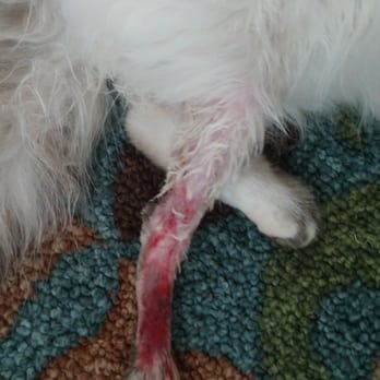 Fairfield Veterinary Hospital - This is completely unacceptable! Taken after the removal of a cast on my 5 month old kitten. I'll never take my cat back there, not ever. - Veterinarians Near Me - Layton, Utah