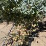 Photo of Walker's Apples