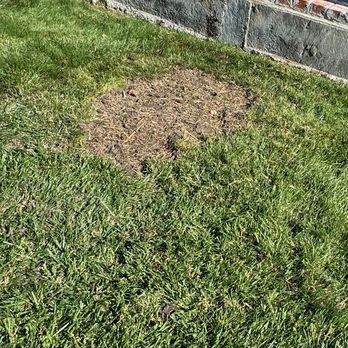 Bay Stump Removal - Tree Services Near Me Bay Stump Removal - Tree Services Near Me