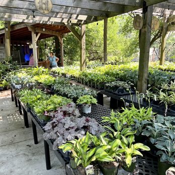 Hostas on the Bluff - Let the shopping begin - Nurseries & Gardening Near Me - Fairview Heights, Illinois