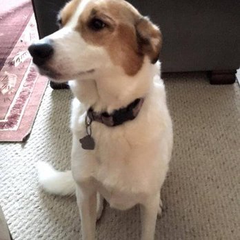 Paws Up Kw - Lily - Dog Walkers Near Me - Kitchener, Ontario