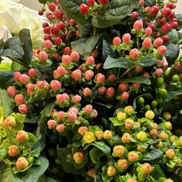 Flower stock