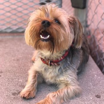 Pawadise - Your Pet's Paradise - Play day - Pet Sitting Near Me - Jacksonville, North Carolina Pawadise - Your Pet's Paradise - Play day - Pet Sitting Near Me - Jacksonville, North Carolina